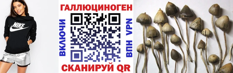 Псилоцибиновые грибы ЛСД  OMG зеркало  Курчалой  магазин продажи наркотиков 